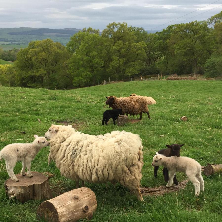 Willow Cottage, Gilchristland Organic Farm Closeburn Bagian luar foto